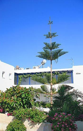 Loukia Apartments & Studios Naousa Exterior foto
